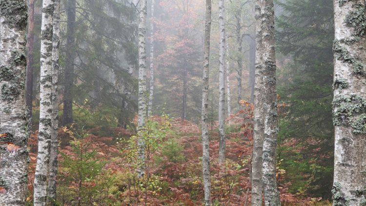 Replik: Klimatanpassad skog klarar angrepp bättre