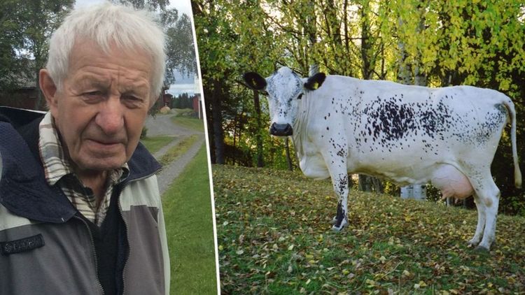 Donerar 2 miljoner kronor – för att rädda fjällkon