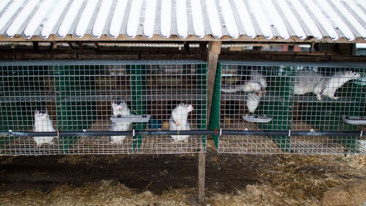 "Våga säg nej till minkfarmer i Sverige"