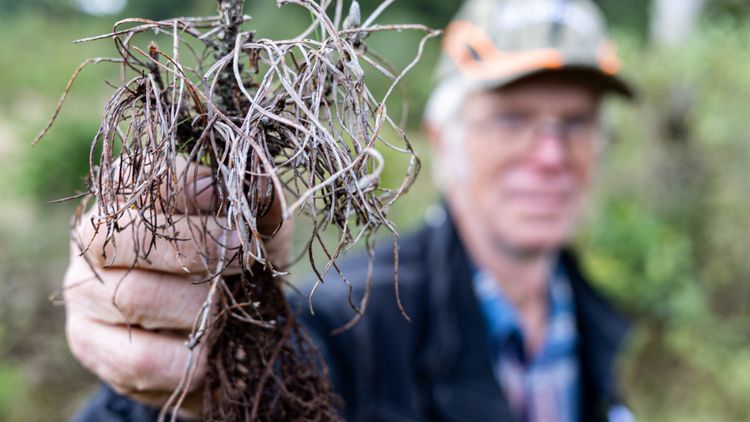 Södra slutar med barrot – efter usla tallplantor