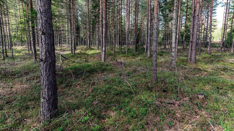 ”Avvisa kraven på hyggesfritt”