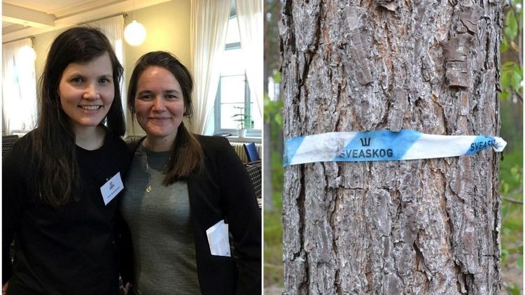 Skogsbolagen som är bäst och sämst på jämställdhet