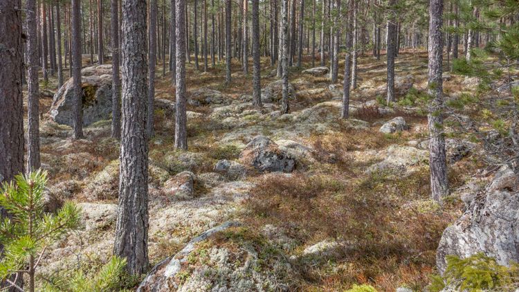 MP: ”Kalhyggesbruk är en ekonomisk återvändsgränd”