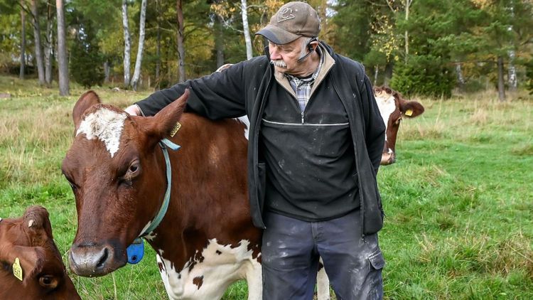 Här extraknäcker korna på gården – som terapeuter
