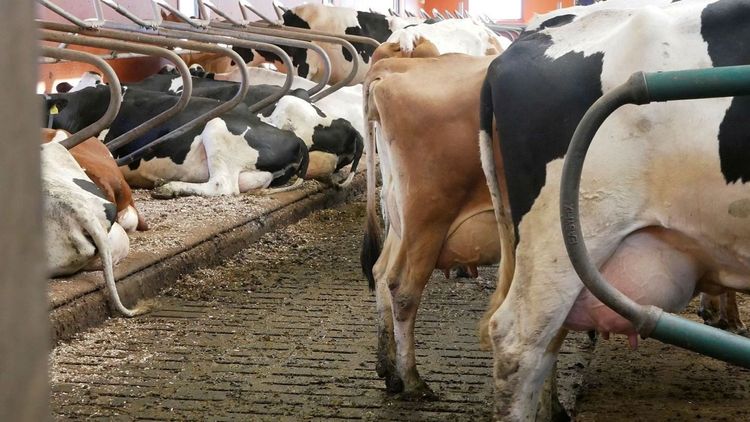Så nås klimatmålen för svensk mjölk- och nötköttsproduktion