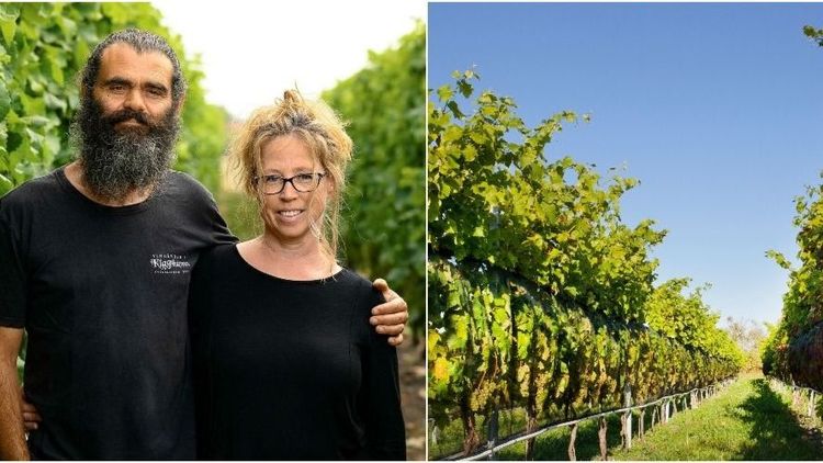 Rekordår för svensk vinskörd