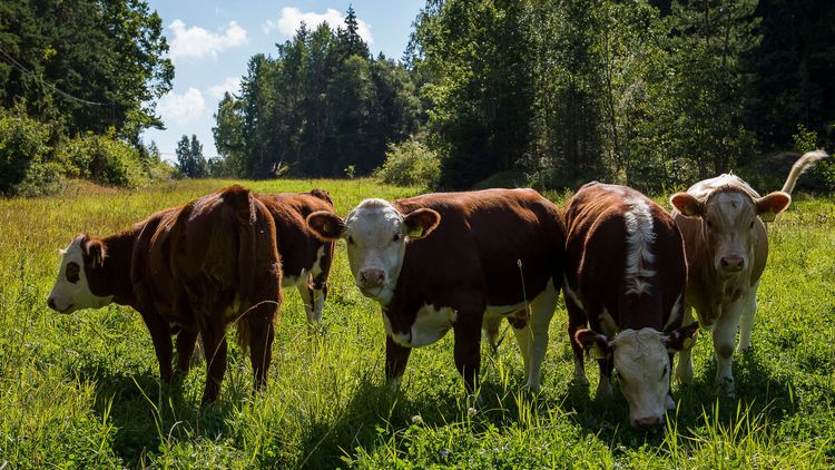 Forskare: Vi behöver fler djur på naturbete
