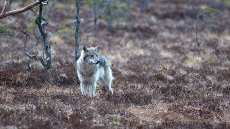 Ingen varg fälld – slut på skyddsjakt