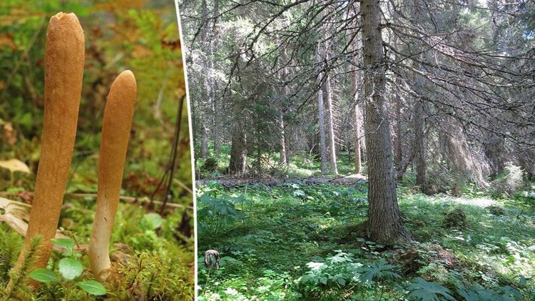 Vill skydda 9 000 hektar skog – beräknas kosta 1,5 miljarder