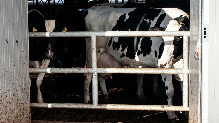 Allt färre svenska mjölkkor behöver veterinärvård