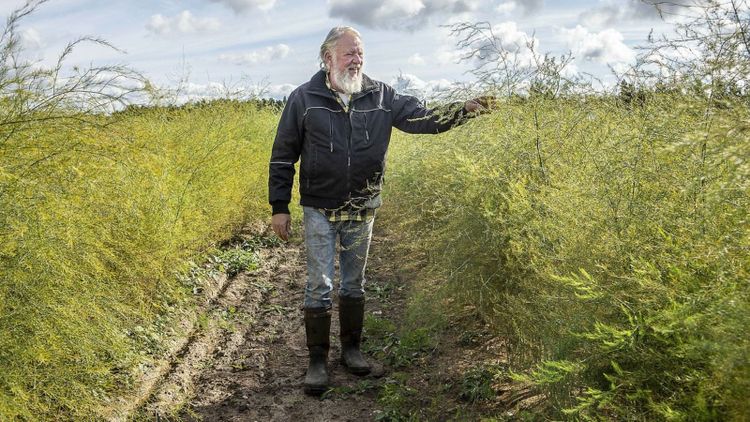 Försök med biokol satte fart på odlingen