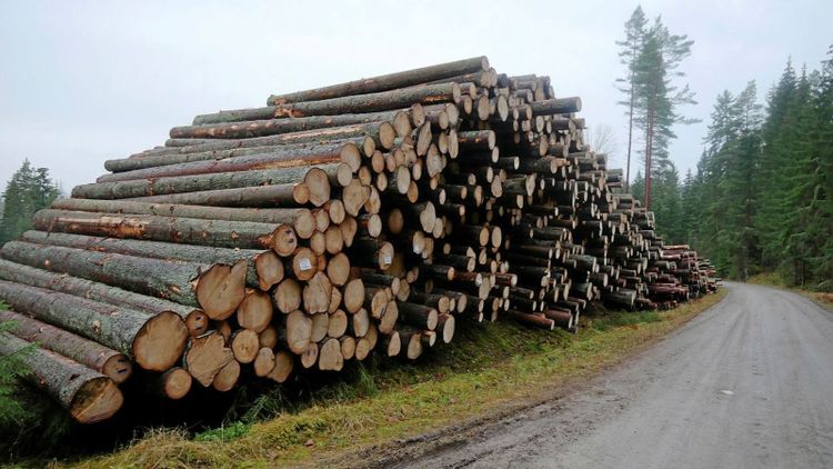 140 miljoner till skogsforskning