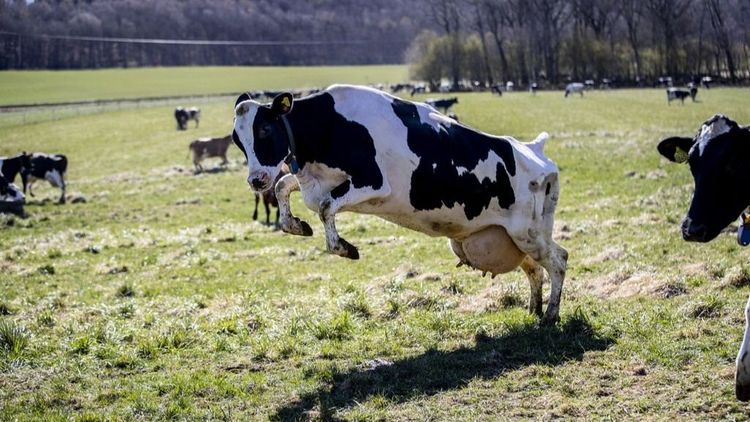 KO stämmer Arla för klimatreklam
