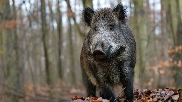 Vildsvin på Gotland vore en katastrof