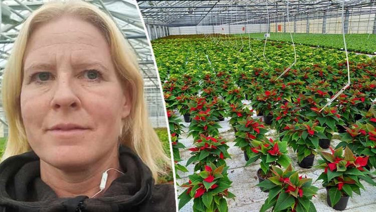 Höga insatspriser gör hennes julstjärnor till en nollaffär