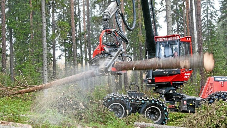 Så blev den svenska skogen en politisk slagpåse