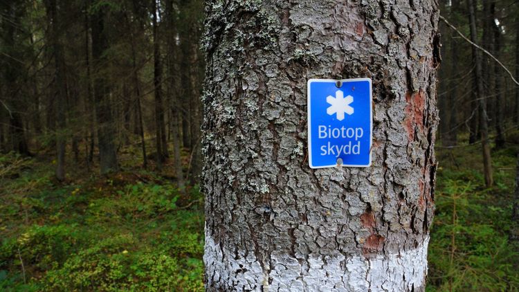 Lägre ersättning när skogsägare skyddar skog