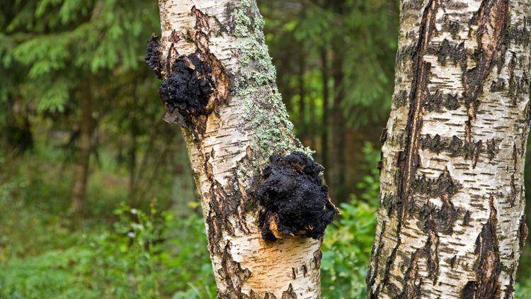 Forskare ser lönsamhet i att odla sprängticka