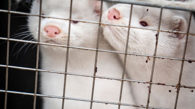 Minkfarmar lägger ner efter avelsstoppet