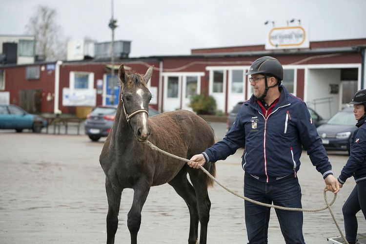 Joakim och Therese Jansson bor inte längs rutten utan har själva kört Welfia av Hagalund till Örebro för vidare transport norr ut. "Normalt brukar vi köra hem våra sålda hästar till nya hemmet men nu var det lite väl långt", säger Joakim Jansson.