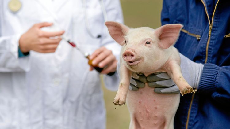 Norge bättre än Sverige i antibiotikaligan