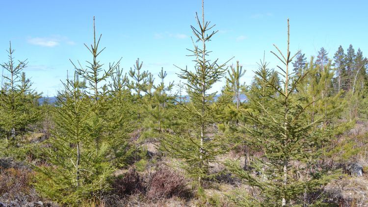 Snabb prisökning på ungskog