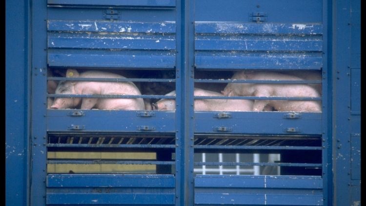 ”Skärp reglerna för djurtransporter”