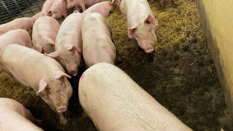 Flera utbrott av salmonella i Mälardalen