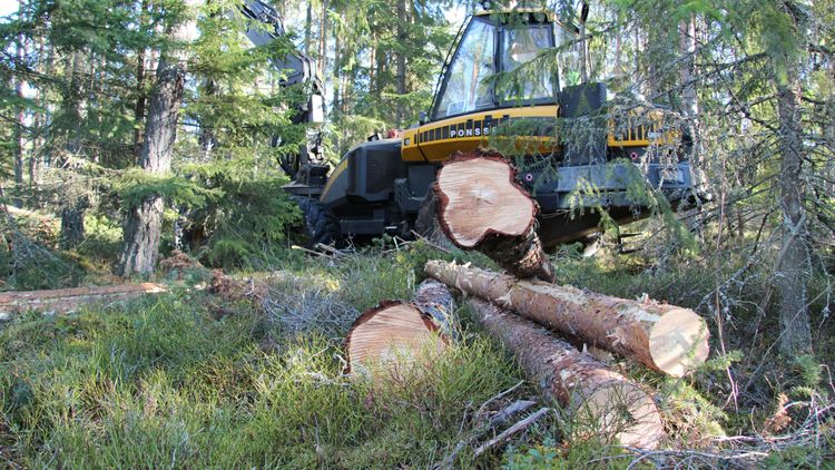 Stort intresse för hyggesfritt