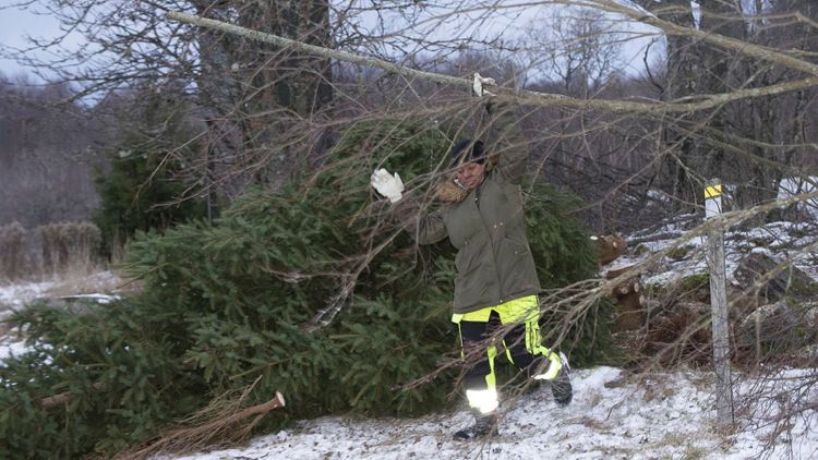 Stort intresse för projektjobb i skogen