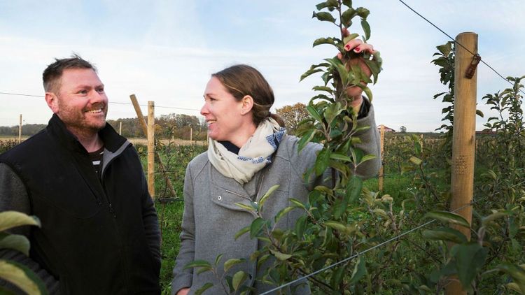 De väcker liv i äppelodlingen på Öland