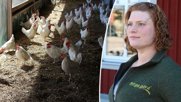Hönsens foder har blivit hundratusentals kronor dyrare