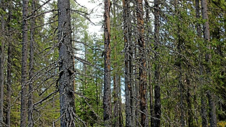 Fågelklubb stoppade avverkning av barkborreskog