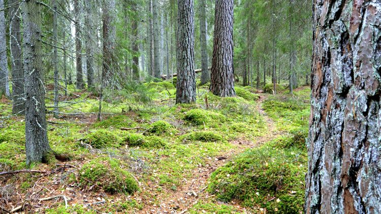 Nej till nytt avverkningsförbud