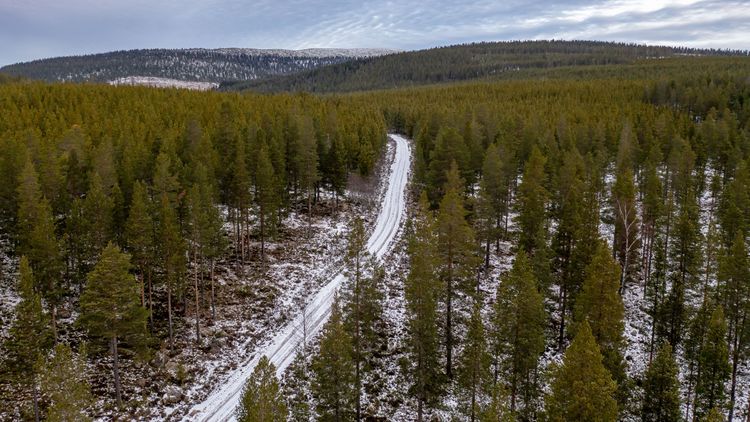 Stora avsättningar i fjällnära skog