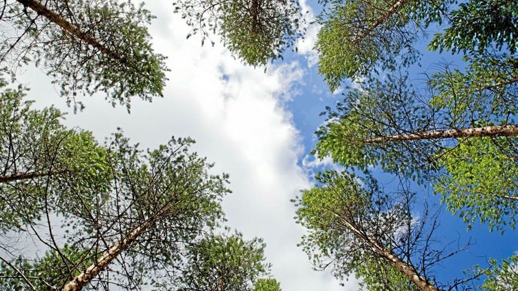 Skogsägarföreningarna vill sälja kolinlagring