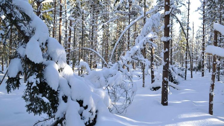 Stora skador efter aprilsnön: ”Kommer att bli dyrt”
