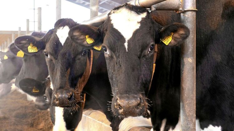 Mjölkbönder vill skifta i störst utsträckning