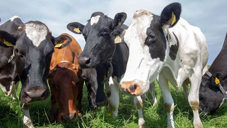 EU-medborgarinitiativ mot djurproduktion startat