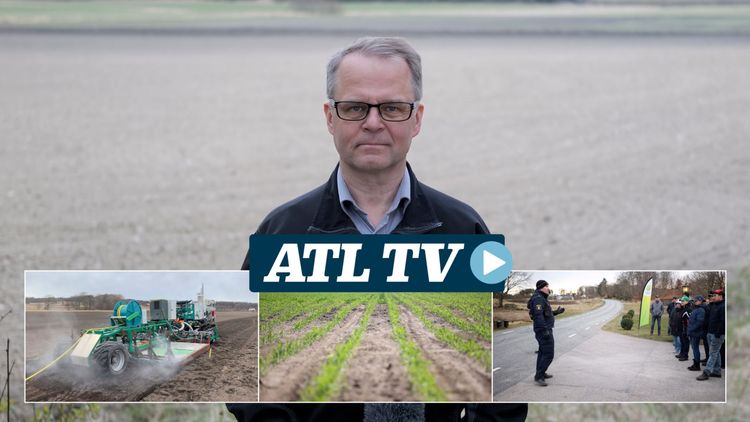 ATL TV: Gårdsbrott, majsutsäde och ånga mot ogräs