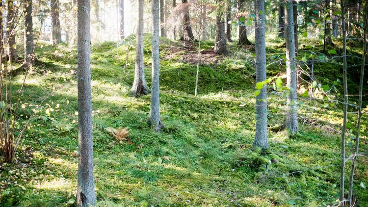 MP: ”Avskogningshögern saboterar artskyddet”