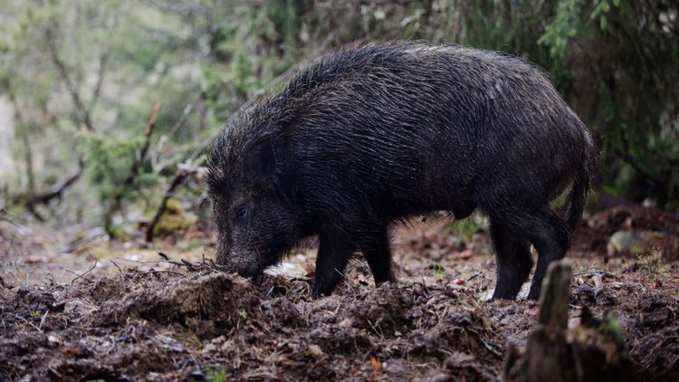Vildsvinen är en samhällsekonomisk förlust