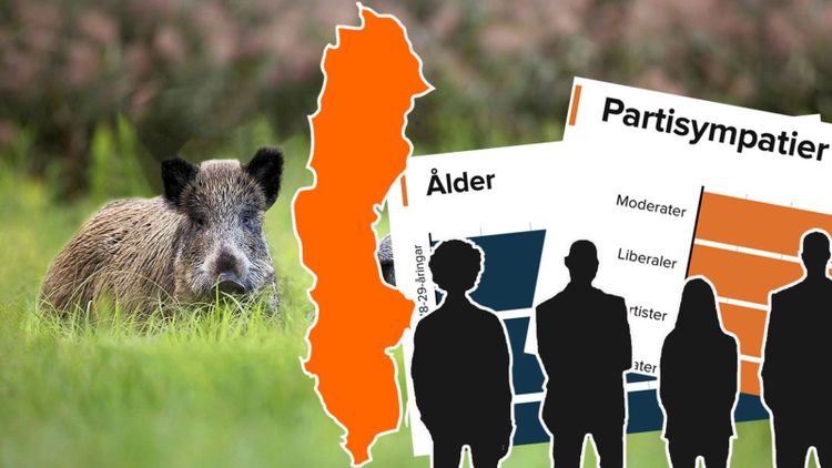Undersökning: Så tycker svenskarna om vildsvin