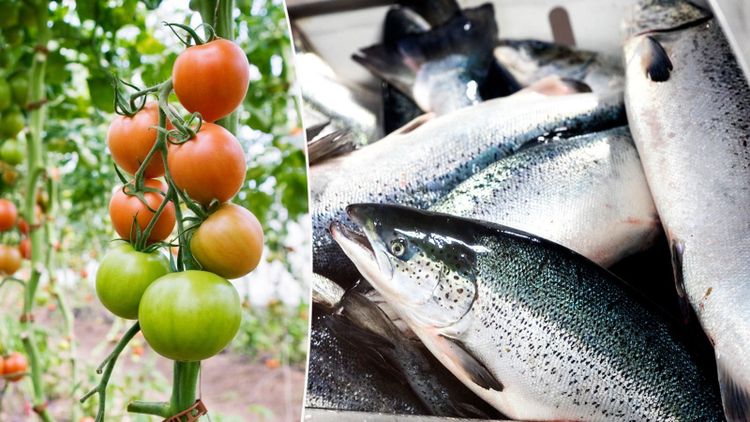 Nya planer på gigantisk anläggning för lax och tomater