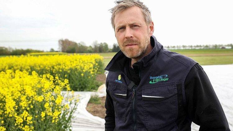 Noggrann etablering av raps lönar sig
