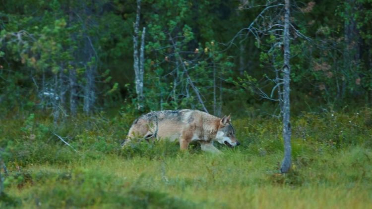 De viktigaste frågorna på årets LRF-stämma