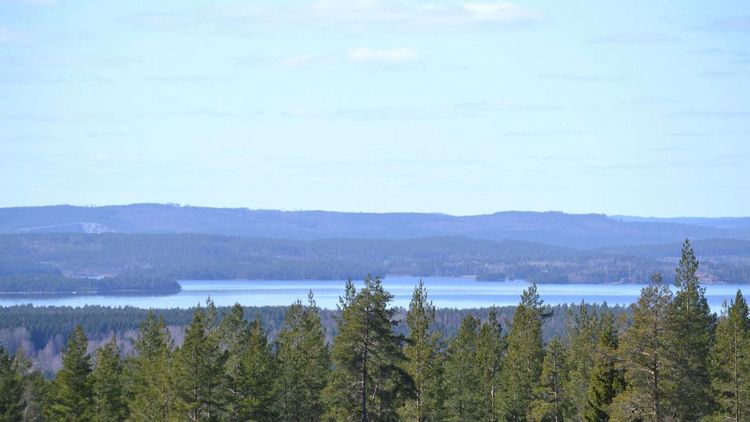 Rekordår för industrin fick skogspriserna att rusa