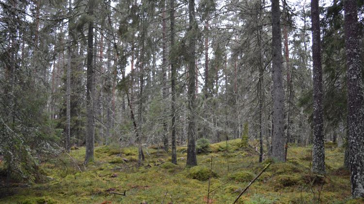 Miljöutskott förordar högre kolbindningsmål för mark
