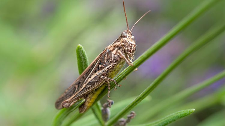 Gräshoppeinvasion på Sardinien