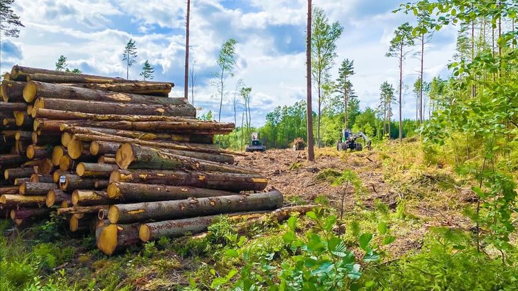 "Vi agerade för att gynna det svenska skogsbruket"